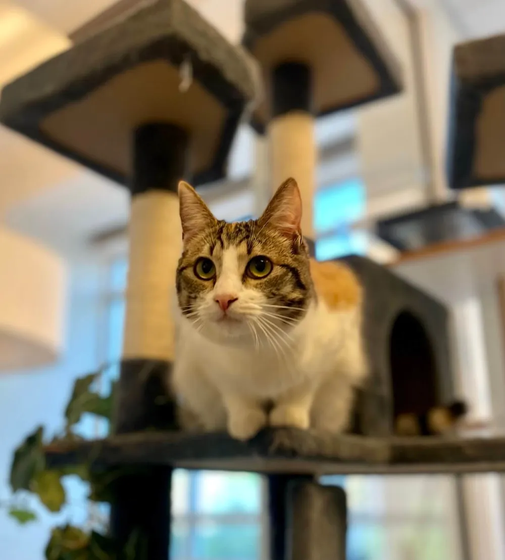 A cat leaping across a cat tree